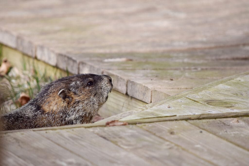Woodchuck emerging from under a deck in southern Maine