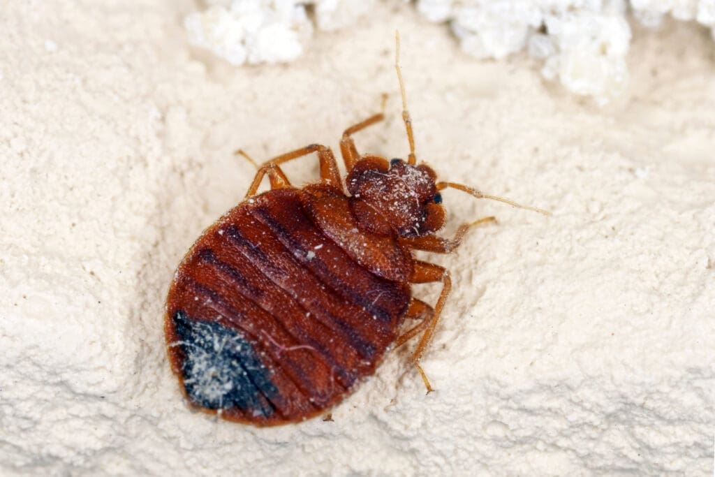 Close-up of an adult bed bug on a white mattress surface in southern Maine