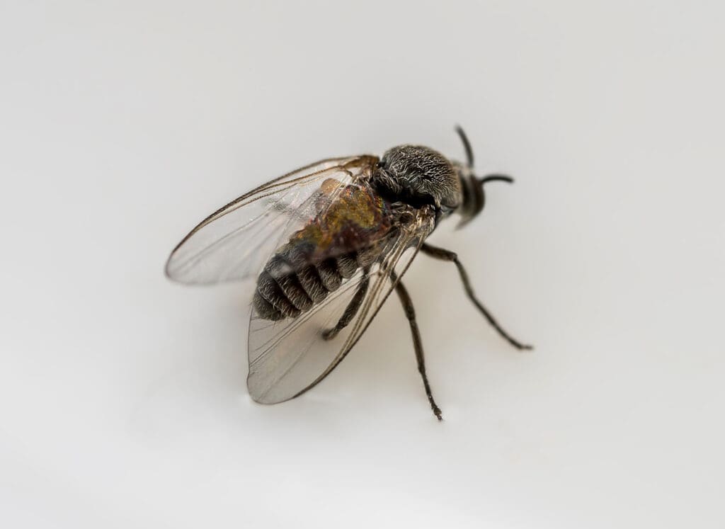 Close-up of an adult black fly on a white surface in southern Maine