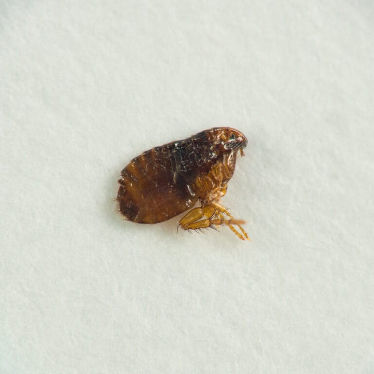 Adult flea on white surface showing laterally flattened body shape for identification in southern Maine