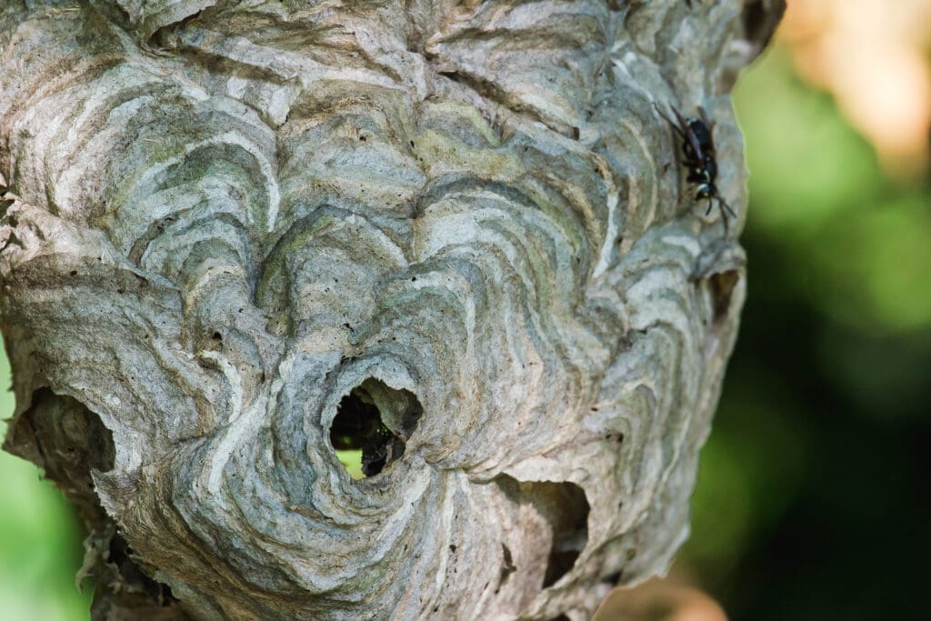 Large bald-faced hornet nest attached to a tree in southern Maine
