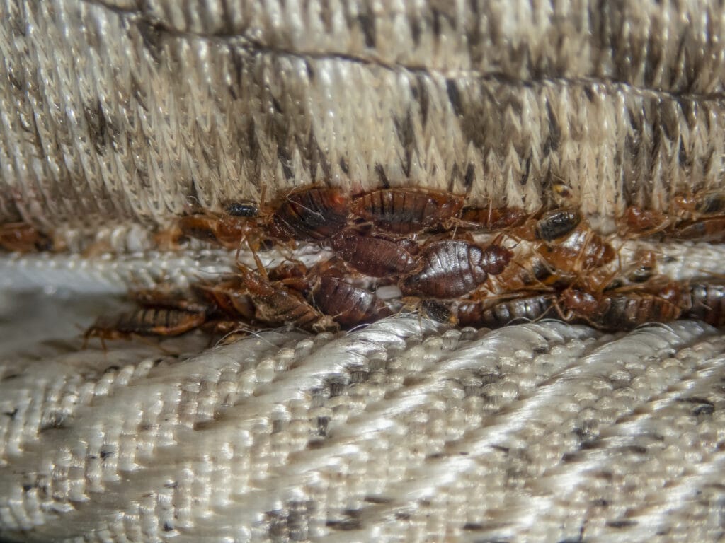 Bed bug cluster hiding in mattress seam in southern Maine home