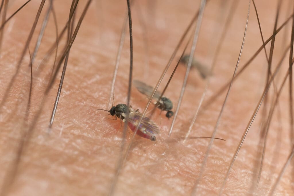 Black flies feeding on human skin in southern Maine during peak season