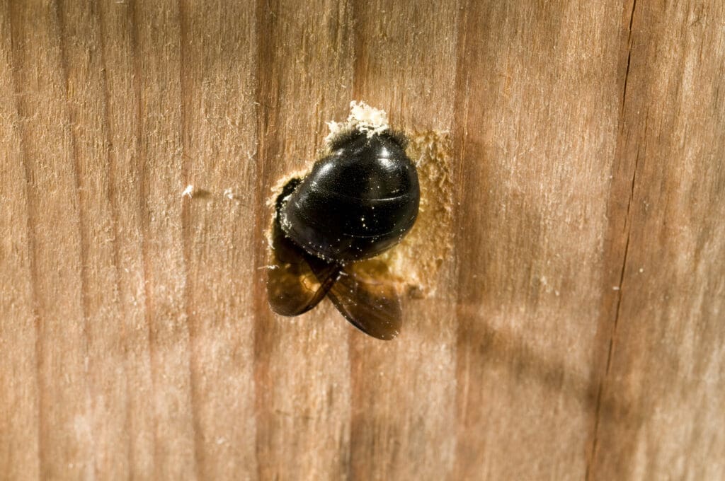 Female carpenter bee boring into wood siding in southern Maine