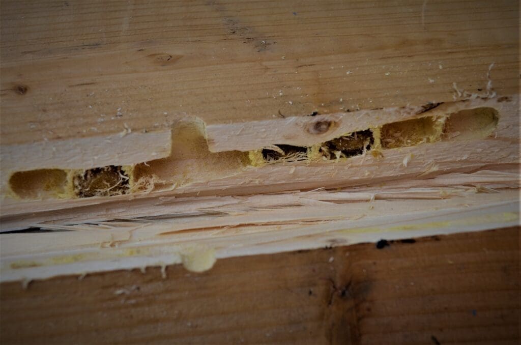 Carpenter bee gallery tunnels exposed in pine board showing egg chambers sealed with pollen provisions