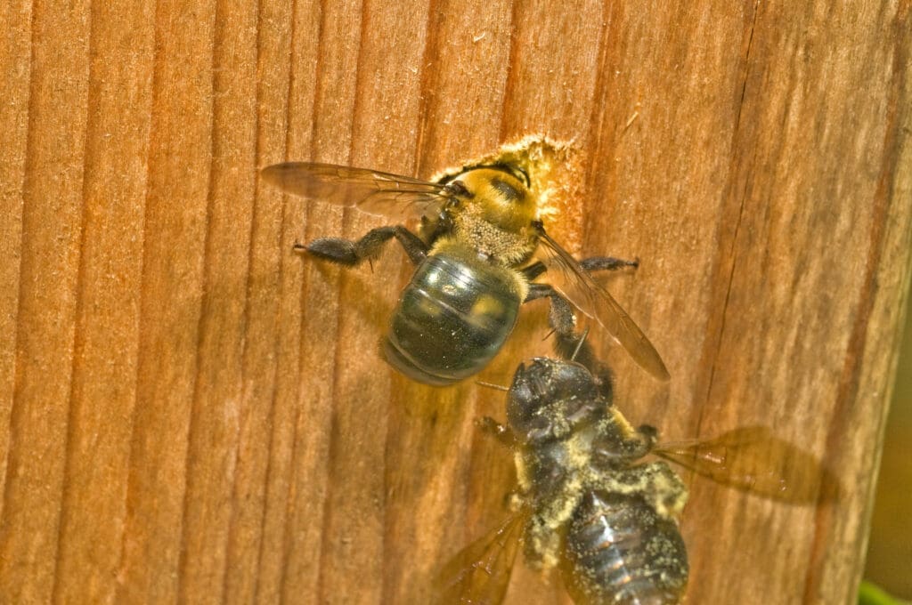 Male and female carpenter bees at nest entrance on wood siding