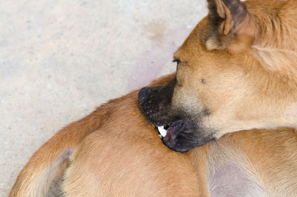 Dog chewing and itching from flea infestation in southern Maine home