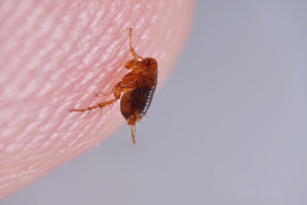 Close-up of a flea on human skin in southern Maine home