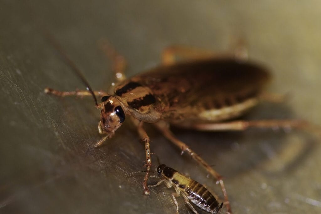 German cockroach adult and nymph showing size difference and identification markings in southern Maine