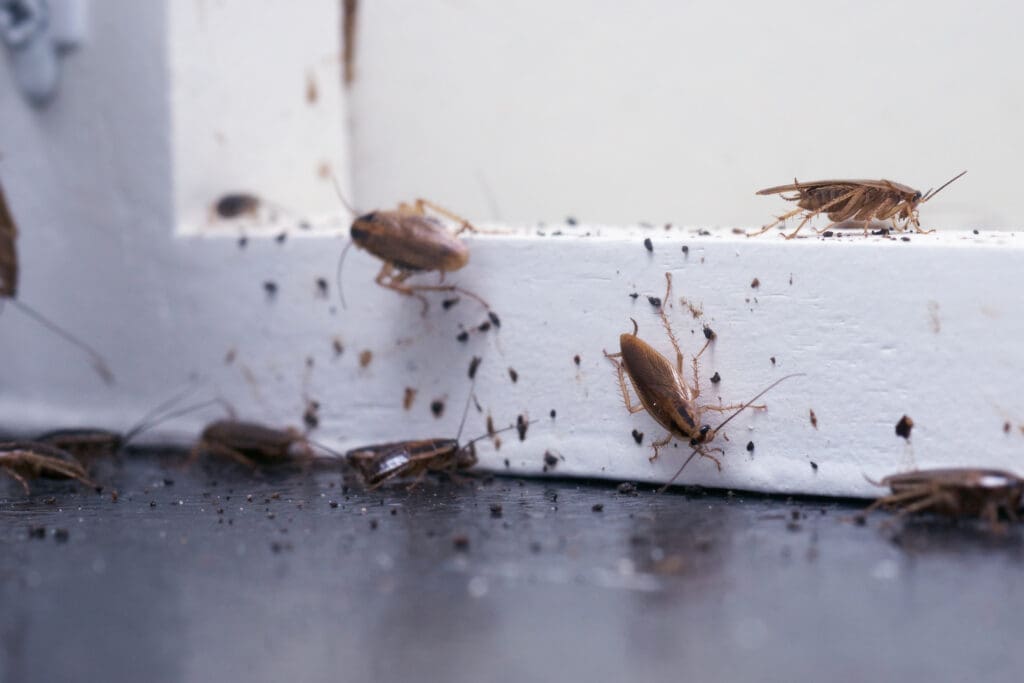 German cockroaches and fecal spotting along a baseboard in a southern Maine property