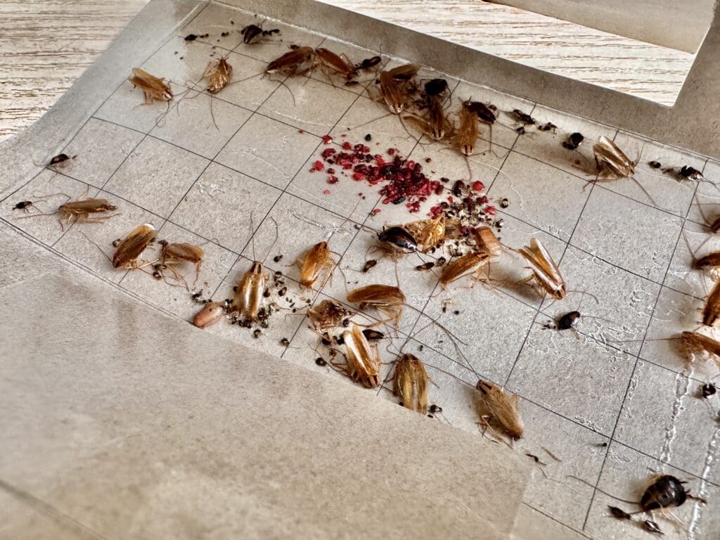 Monitoring trap showing German cockroaches at all life stages and an ootheca in a southern Maine property