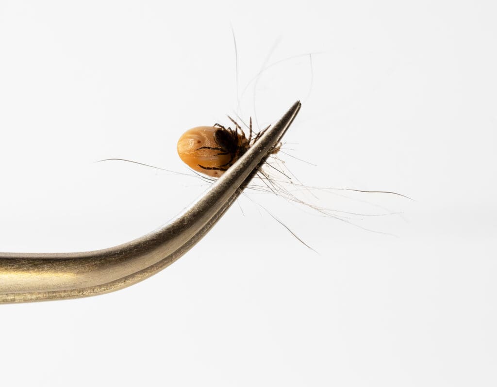 Engorged tick being removed with fine-tipped tweezers in southern Maine