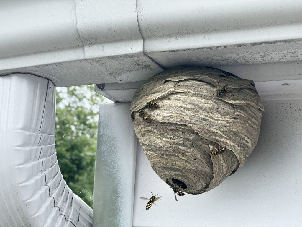 Yellow jacket aerial nest built under eaves of a home in southern Maine
