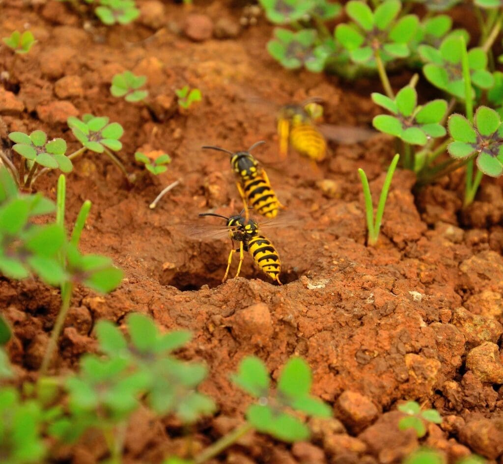 Yellow jackets entering and exiting a ground nest in a southern Maine yard