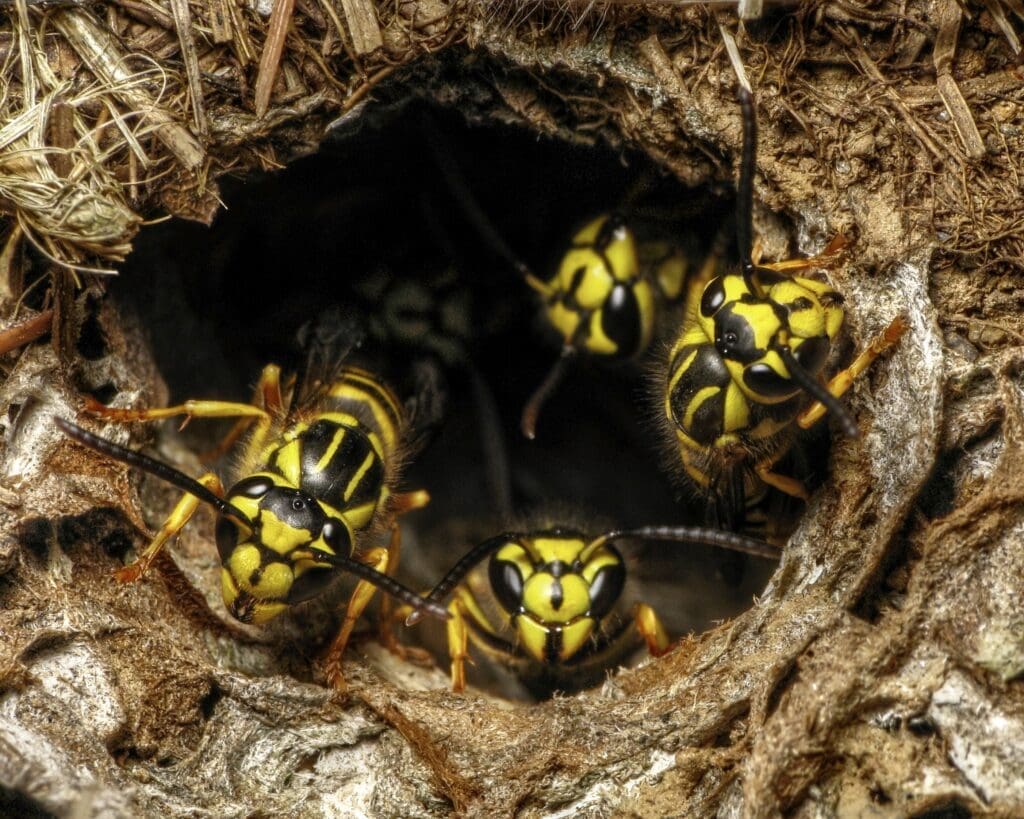 Yellow jackets at the entrance of a ground nest in southern Maine