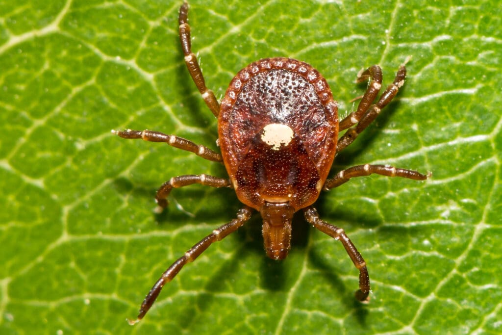 Adult female lone star tick on a leaf showing distinctive white spot in southern Maine
