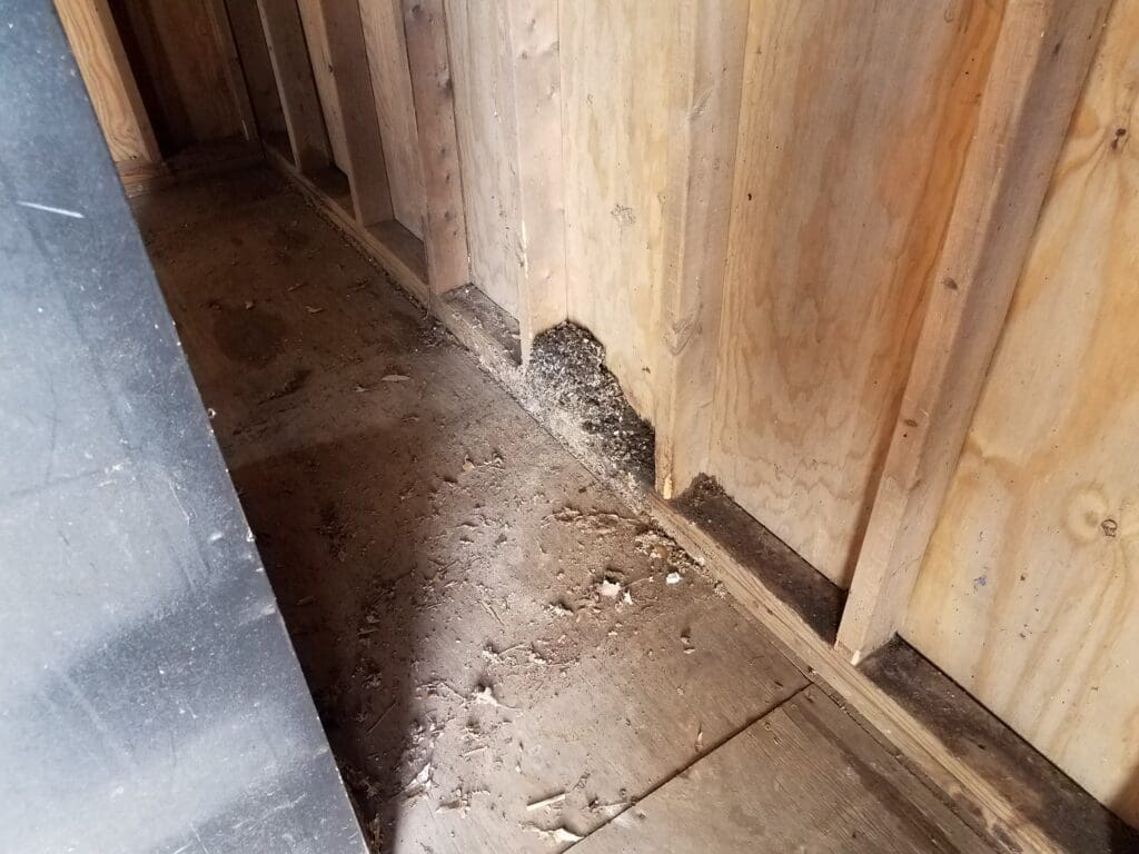 Large accumulation of mouse droppings and nesting debris in the corner where a plywood wall meets the floor of a shed