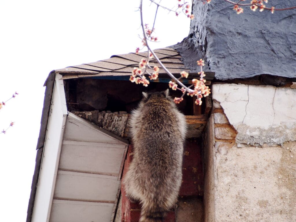 A raccoon climbing the side of a house and squeezing into an attic through a gap at the damaged roofline