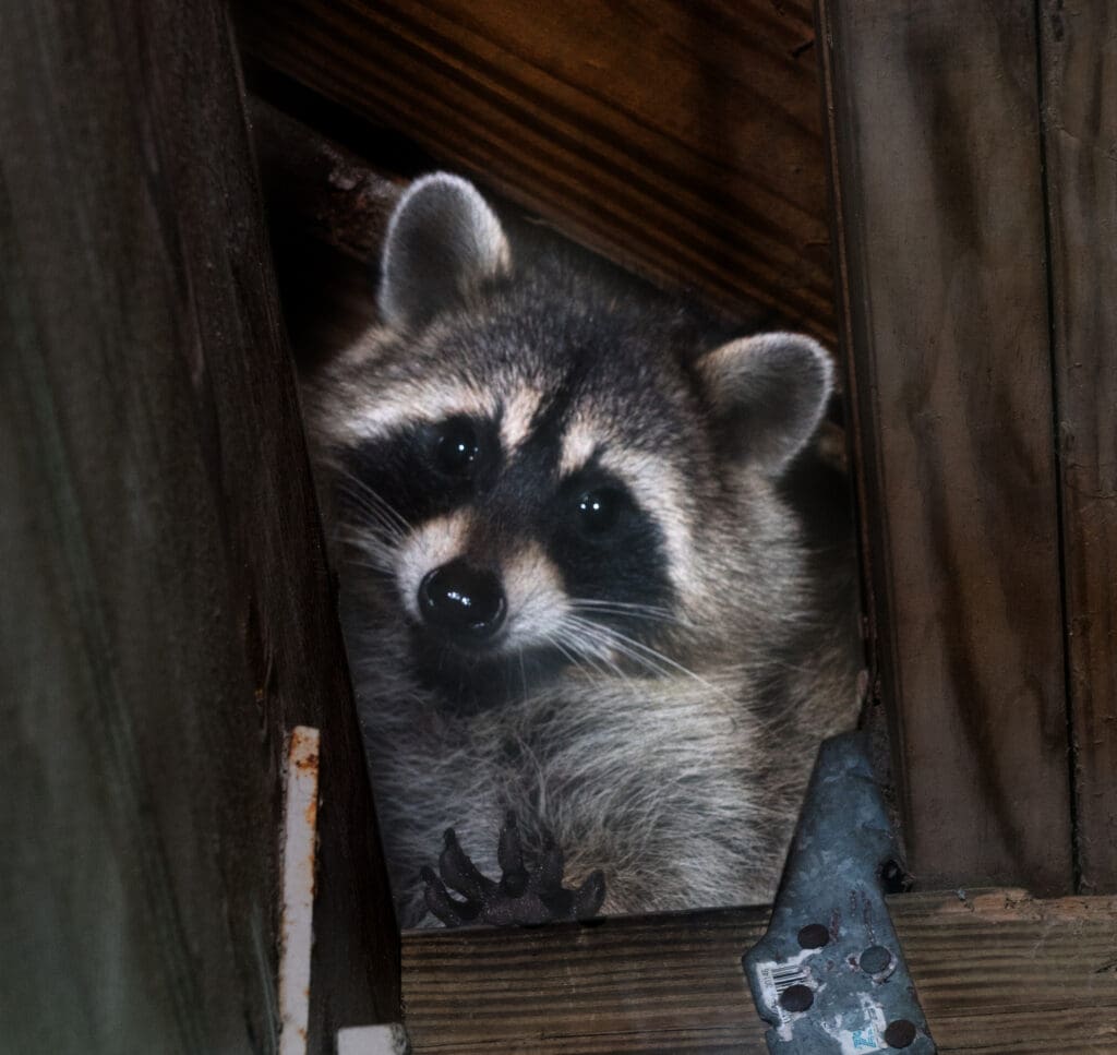 A raccoon peering out from a gap between wooden boards with one clawed, hand-like paw visible, denning inside a structure