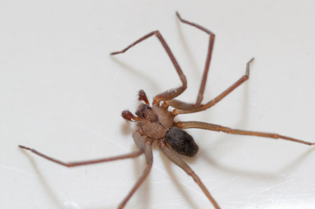 Brown recluse spider with violin-shaped marking, a species not established among spiders in Maine homes